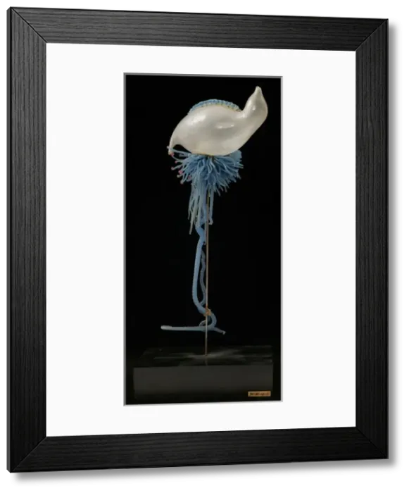 Framed Print : Physalia pelagica, jellyfish Framed Print : Physalia pelagica, jellyfish
