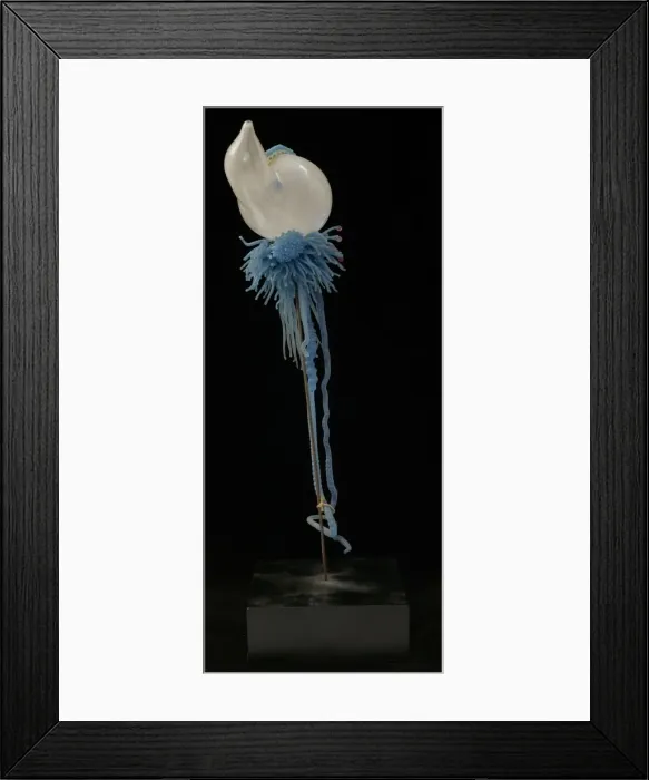 Framed Print : Physalia pelagica, jellyfish Framed Print : Physalia pelagica, jellyfish