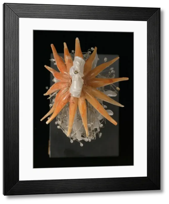 Framed Print : Physophora hydrostatica, jellyfish Framed Print : Physophora hydrostatica, jellyfish