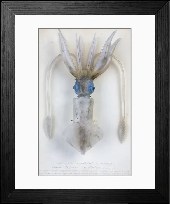 Framed Print : Ommastrephes sagittatus, squid Framed Print : Ommastrephes sagittatus, squid