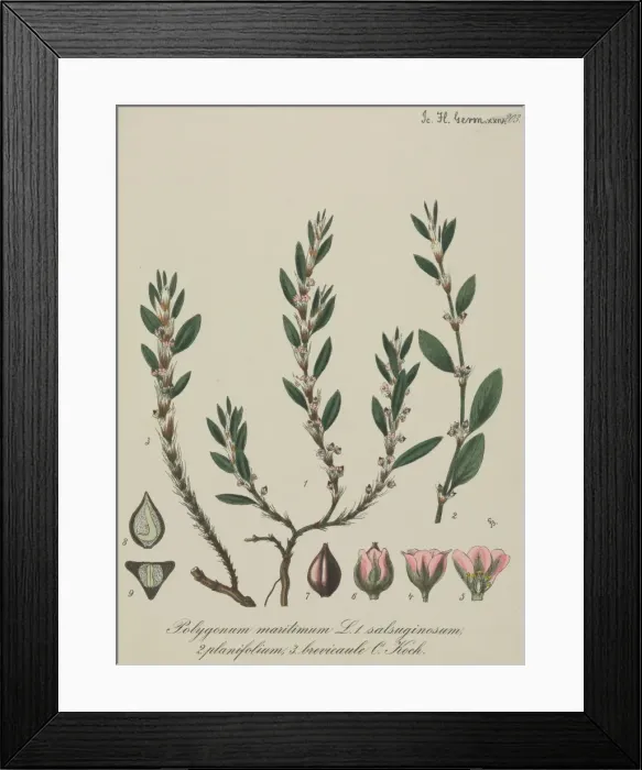Framed Print : Sea knotgrass, Polygonum maritimum Framed Print : Sea knotgrass, Polygonum maritimum