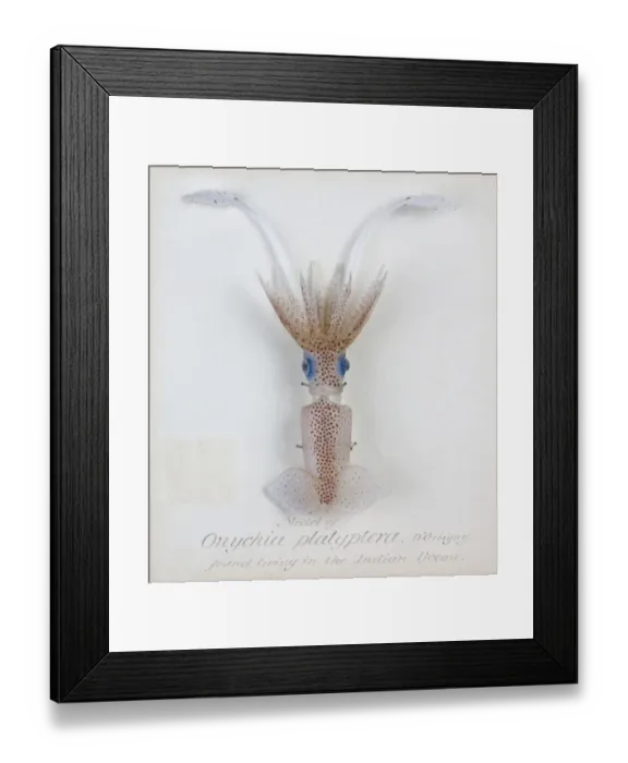 Framed Print : Onychia platyptera, squid Framed Print : Onychia platyptera, squid