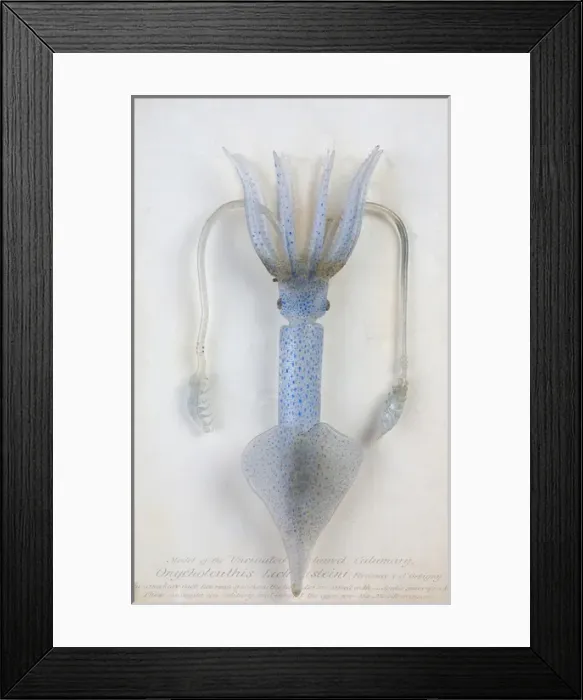 Framed Print : Onychoteuthis lichtensteinii, squid Framed Print : Onychoteuthis lichtensteinii, squid