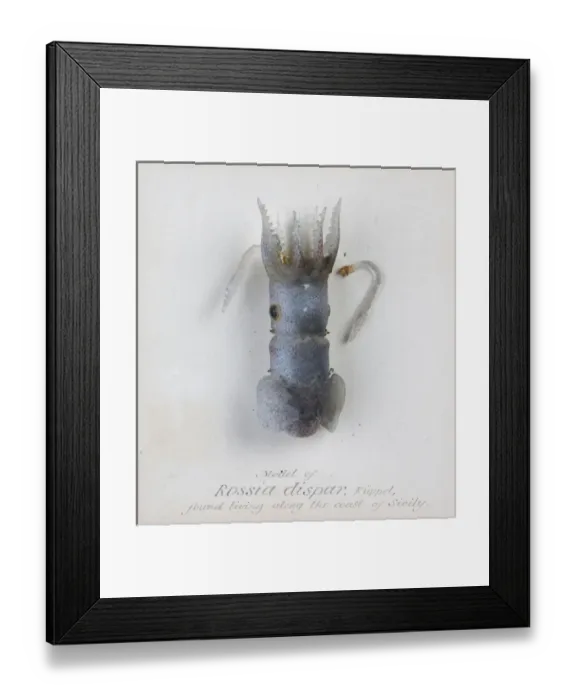 Framed Print : Rossia dispar, squid Framed Print : Rossia dispar, squid