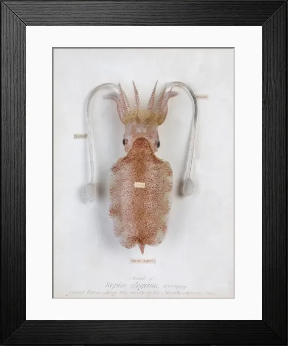 Framed Print : Sepia elegans, squid Framed Print : Sepia elegans, squid