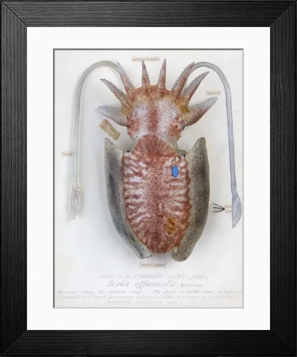 Framed Print : Sepia officinalis, squid Framed Print : Sepia officinalis, squid