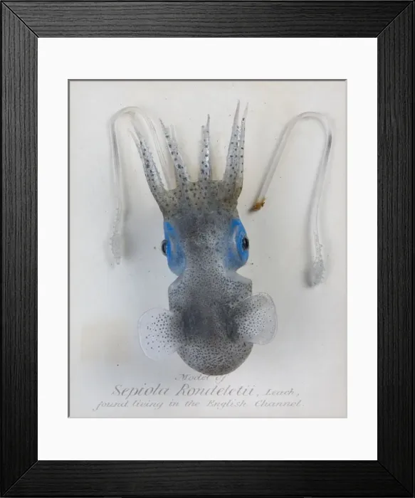 Framed Print : Sepiola rondeletii, squid Framed Print : Sepiola rondeletii, squid