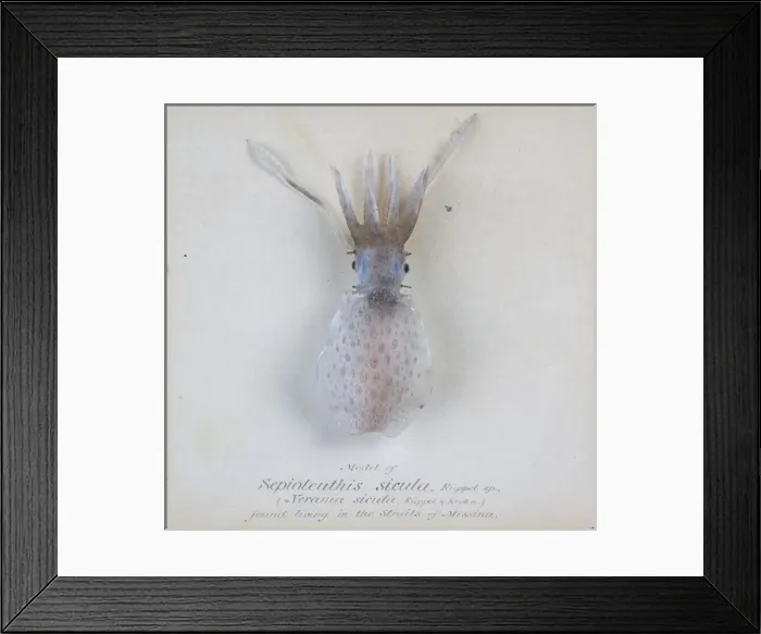 Framed Print : Sepioteuthis sicula. jpg Framed Print : Sepioteuthis sicula. jpg