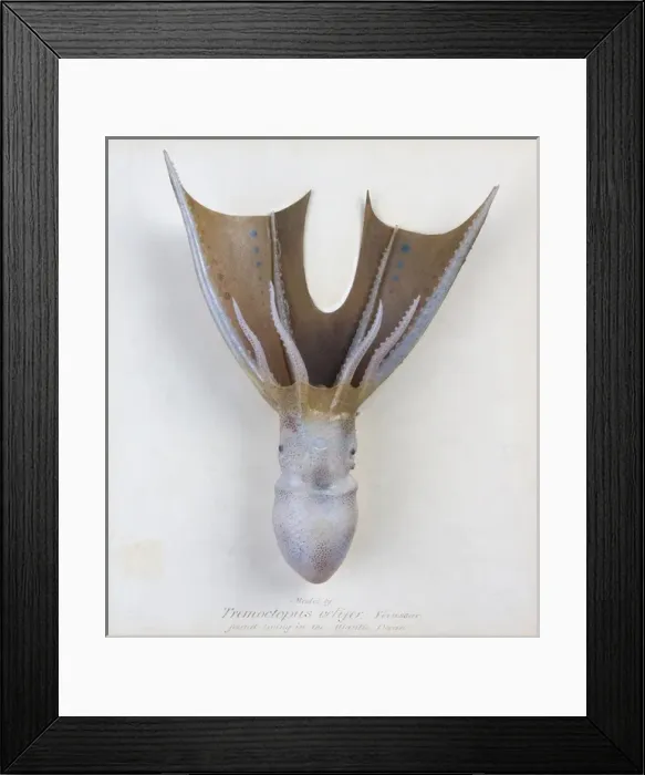 Framed Print : Tremoctopus velifer, octopus Framed Print : Tremoctopus velifer, octopus
