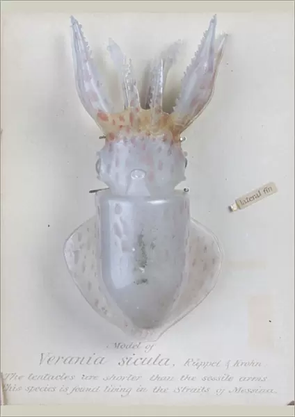 Verania sicula, squid