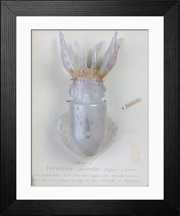 Framed Print : Verania sicula, squid Framed Print : Verania sicula, squid