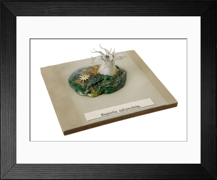 Framed Print : Sagartia sphyrodeta, sea anemone Framed Print : Sagartia sphyrodeta, sea anemone