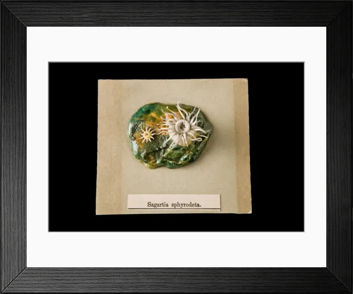 Framed Print : Sagartia sphyrodeta, sea anemone Framed Print : Sagartia sphyrodeta, sea anemone