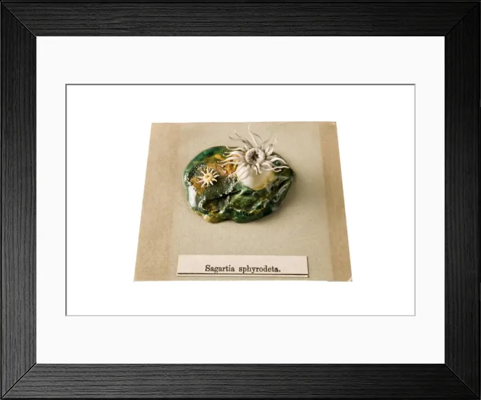 Framed Print : Sagartia sphyrodeta, sea anemone Framed Print : Sagartia sphyrodeta, sea anemone