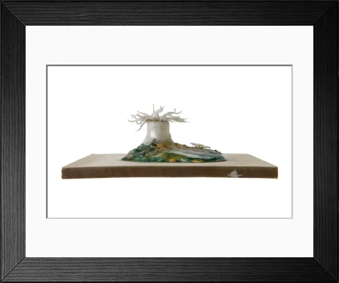 Framed Print : Sagartia sphyrodeta, sea anemone Framed Print : Sagartia sphyrodeta, sea anemone