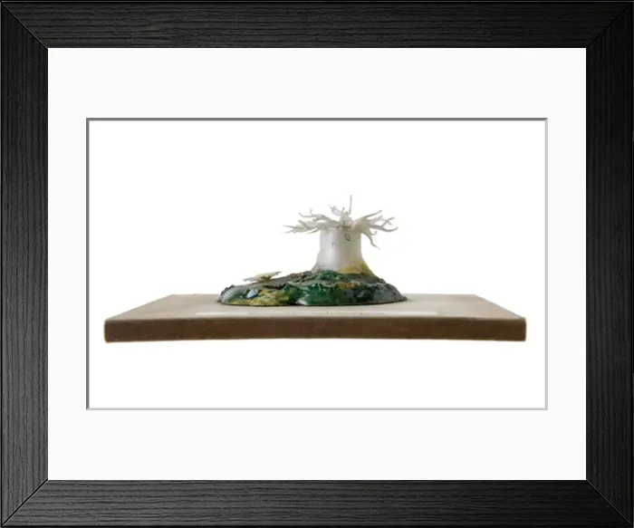 Framed Print : Sagartia sphyrodeta, sea anemone Framed Print : Sagartia sphyrodeta, sea anemone