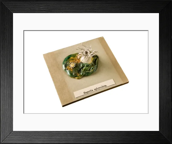Framed Print : Sagartia sphyrodeta, sea anemone Framed Print : Sagartia sphyrodeta, sea anemone