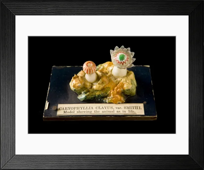 Framed Print : Caryophyllia clavus, sea anemone Framed Print : Caryophyllia clavus, sea anemone