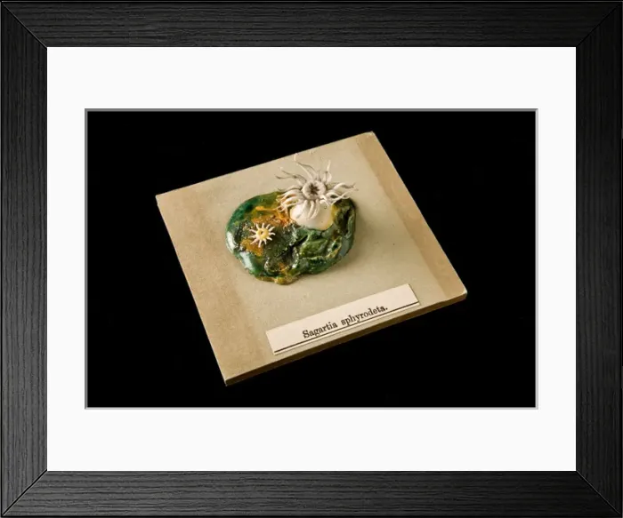 Framed Print : Sagartia sphyrodeta, sea anemone Framed Print : Sagartia sphyrodeta, sea anemone