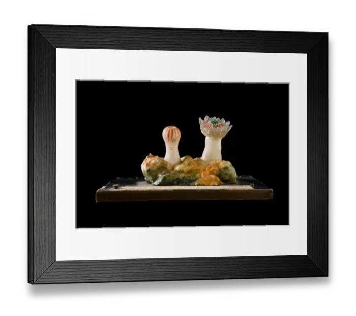 Framed Print : Caryophyllia clavus, sea anemone Framed Print : Caryophyllia clavus, sea anemone