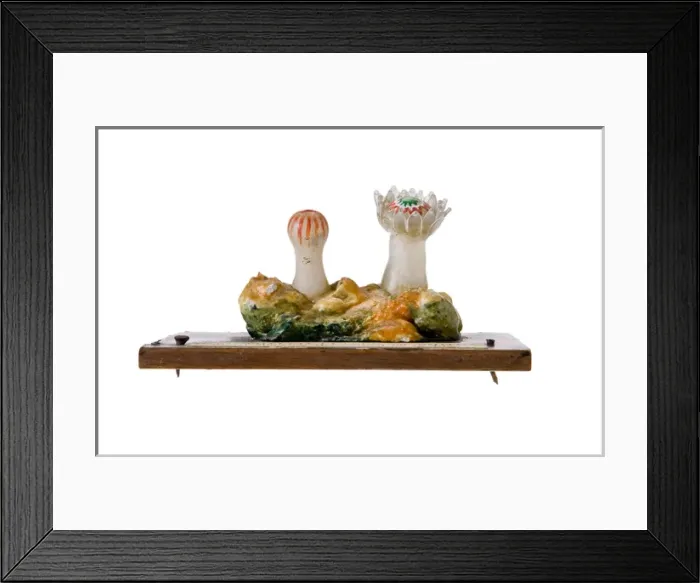 Framed Print : Caryophyllia clavus, sea anemone Framed Print : Caryophyllia clavus, sea anemone