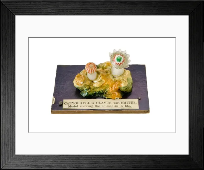 Framed Print : Caryophyllia clavus, sea anemone Framed Print : Caryophyllia clavus, sea anemone