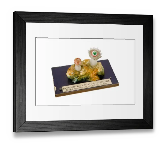 Framed Print : Caryophyllia clavus, sea anemone Framed Print : Caryophyllia clavus, sea anemone