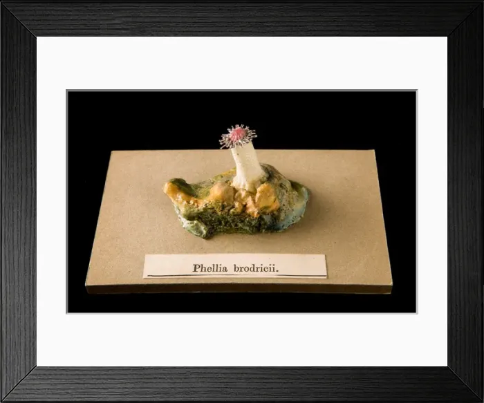 Framed Print : Phellia brodricii, sea anemone Framed Print : Phellia brodricii, sea anemone