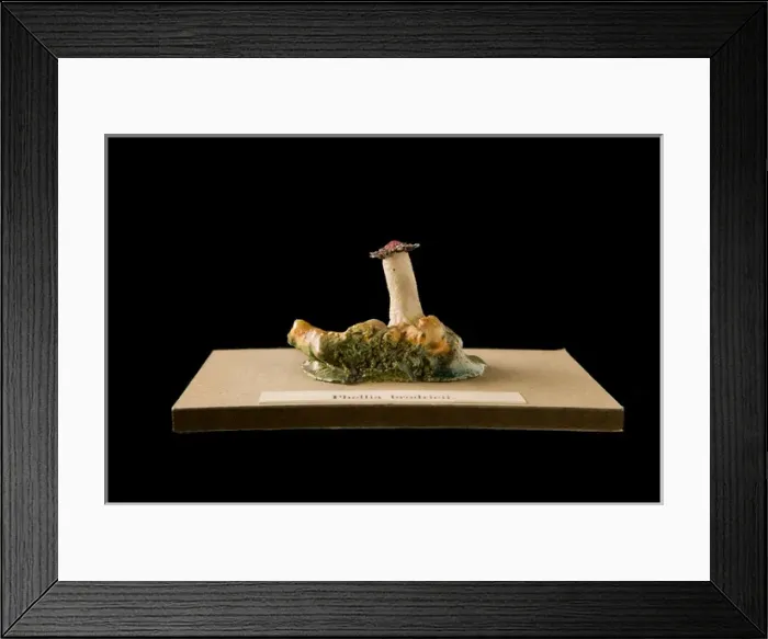 Framed Print : Phellia brodricii, sea anemone Framed Print : Phellia brodricii, sea anemone