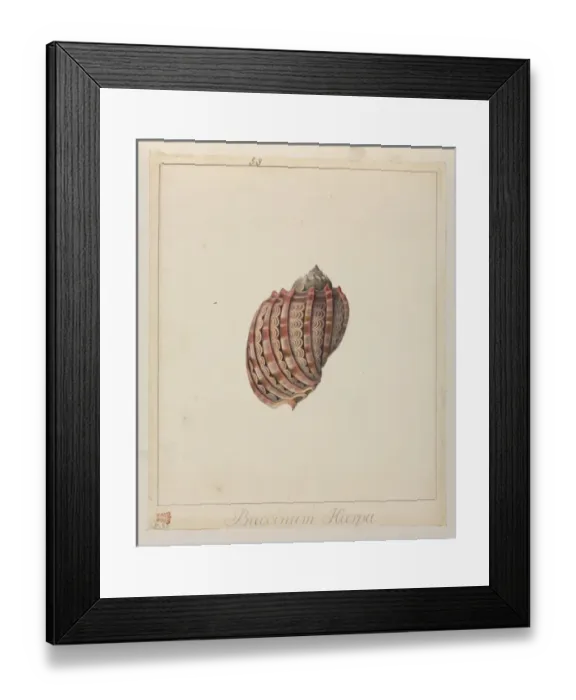 Framed Print : Buccinum harpa Framed Print : Buccinum harpa