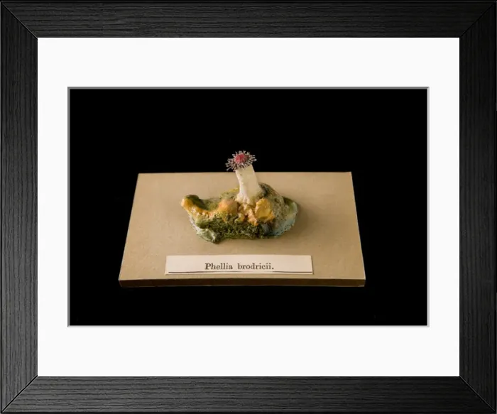Framed Print : Phellia brodricii, sea anemone Framed Print : Phellia brodricii, sea anemone
