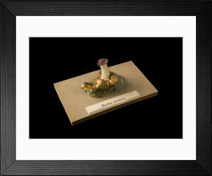 Framed Print : Phellia brodricii, sea anemone Framed Print : Phellia brodricii, sea anemone
