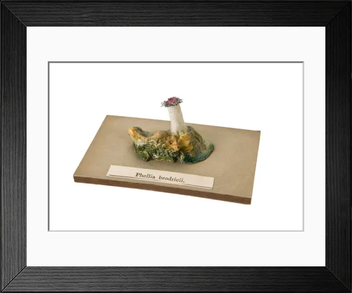 Framed Print : Phellia brodricii, sea anemone Framed Print : Phellia brodricii, sea anemone