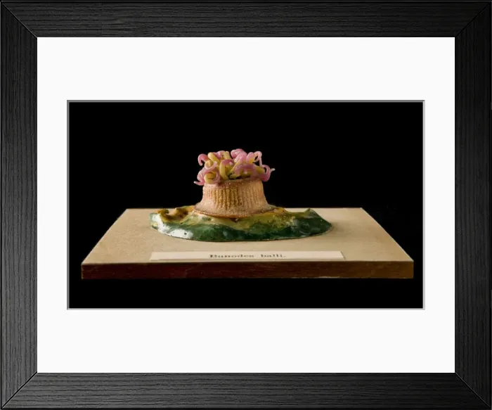 Framed Print : Bunodes ballii, sea anemone Framed Print : Bunodes ballii, sea anemone