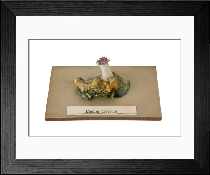Framed Print : Phellia brodricii, sea anemone Framed Print : Phellia brodricii, sea anemone