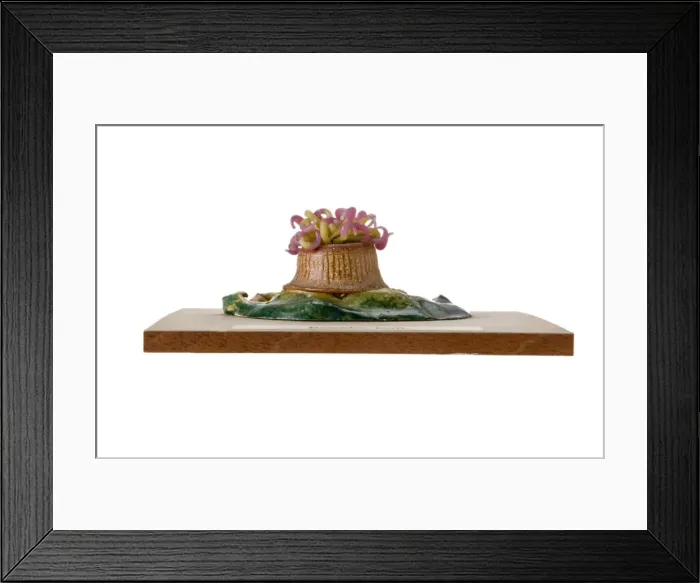 Framed Print : Bunodes ballii, sea anemone Framed Print : Bunodes ballii, sea anemone