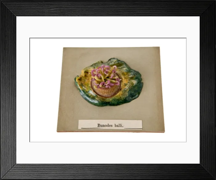 Framed Print : Bunodes ballii, sea anemone Framed Print : Bunodes ballii, sea anemone