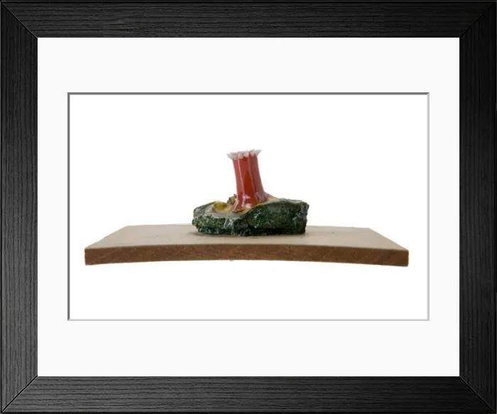 Framed Print : Sagartia coccinea, sea anemone Framed Print : Sagartia coccinea, sea anemone