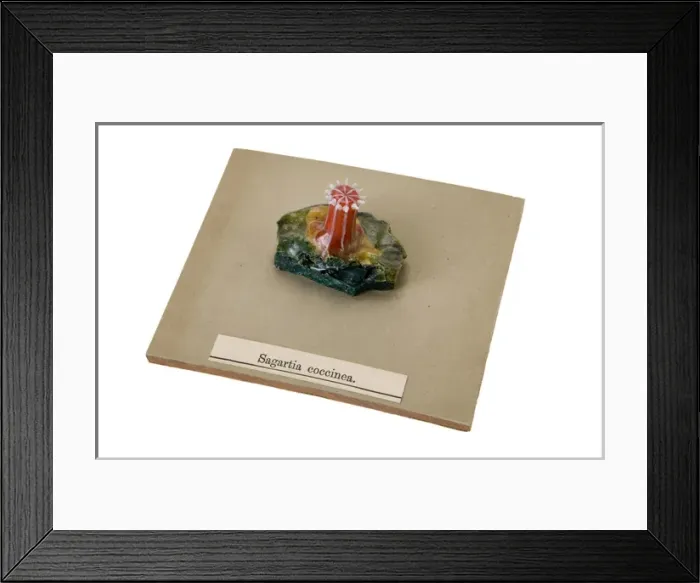 Framed Print : Sagartia coccinea, sea anemone Framed Print : Sagartia coccinea, sea anemone