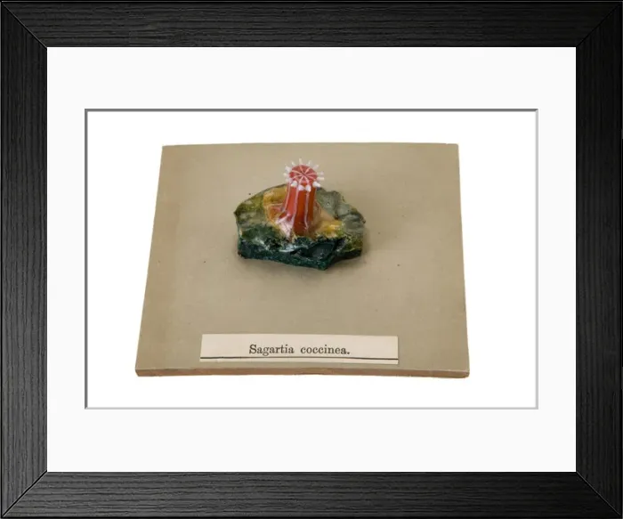 Framed Print : Sagartia coccinea, sea anemone Framed Print : Sagartia coccinea, sea anemone