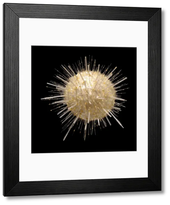 Framed Print : Aulacantha scolymantha, radiolarian Framed Print : Aulacantha scolymantha, radiolarian