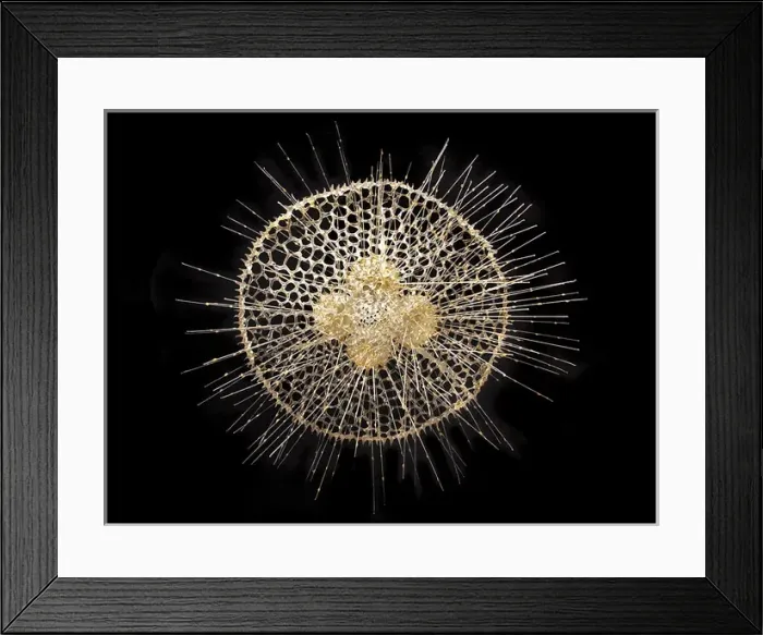 Framed Print : Radiolarian Framed Print : Radiolarian