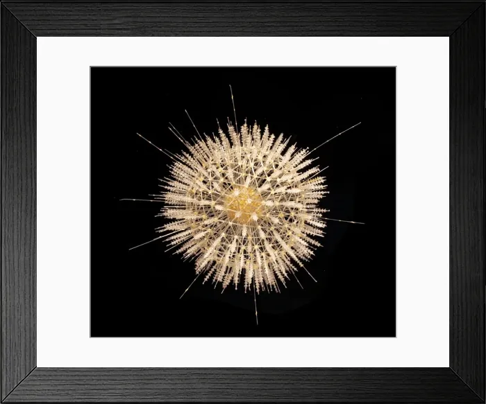 Framed Print : Aulosphaera elegantissima, radiolarian Framed Print : Aulosphaera elegantissima, radiolarian