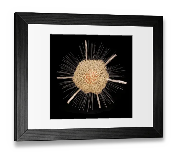 Framed Print : Spongosphaera streptacantha, radiolarian Framed Print : Spongosphaera streptacantha, radiolarian