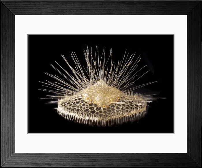 Framed Print : Eucecryphalus schultzei, radiolarian Framed Print : Eucecryphalus schultzei, radiolarian