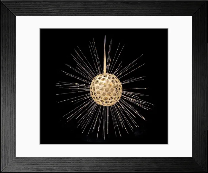 Framed Print : Heliosphaera actinota, radiolarian Framed Print : Heliosphaera actinota, radiolarian