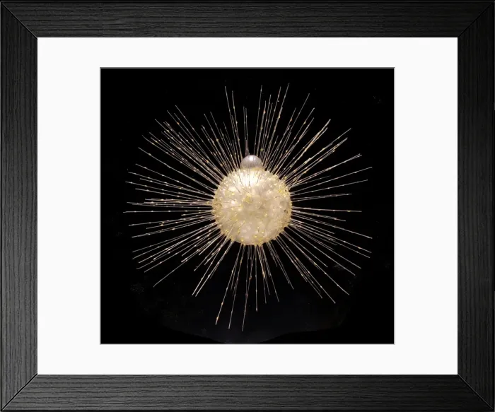 Framed Print : Actinophrys sol, heliozoan Framed Print : Actinophrys sol, heliozoan