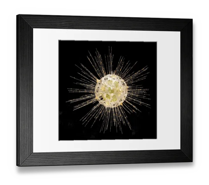 Framed Print : Dorataspis diodon, radiolarian Framed Print : Dorataspis diodon, radiolarian