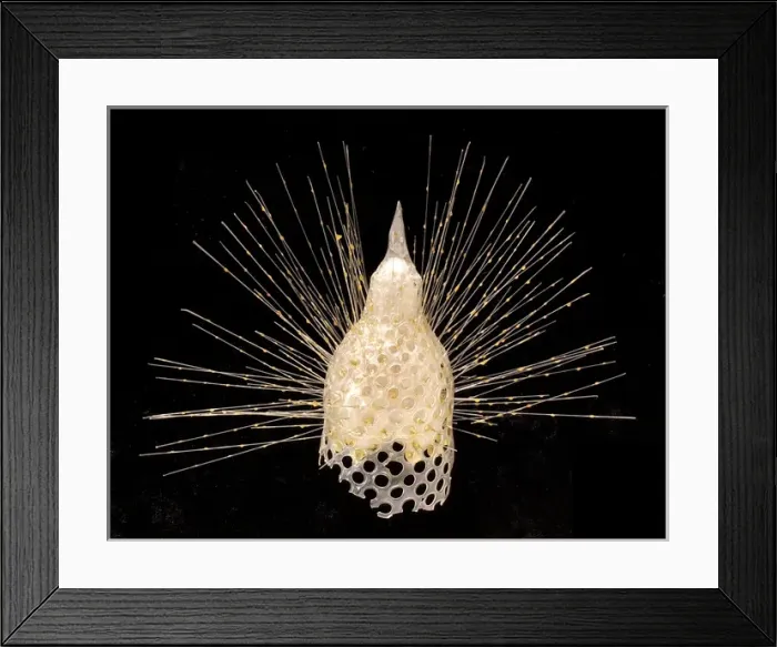 Framed Print : Eucyrtidium cranoides, radiolarian Framed Print : Eucyrtidium cranoides, radiolarian
