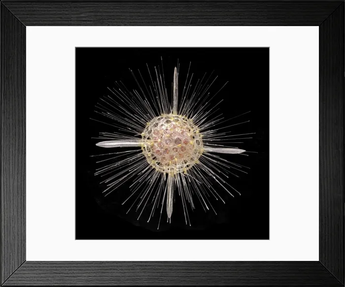 Framed Print : Actinomma asteracanthion, radiolarian Framed Print : Actinomma asteracanthion, radiolarian